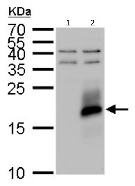 Western blot - Anti-IGF2 antibody (AB262713), expandable thumbnail