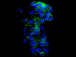 Immunocytochemistry/ Immunofluorescence - Anti-IGF2 antibody [EPR12221] - BSA and Azide free (AB249973), expandable thumbnail