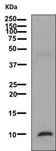 Western blot - Anti-IGF2 antibody [EPR12221] - BSA and Azide free (AB249973)