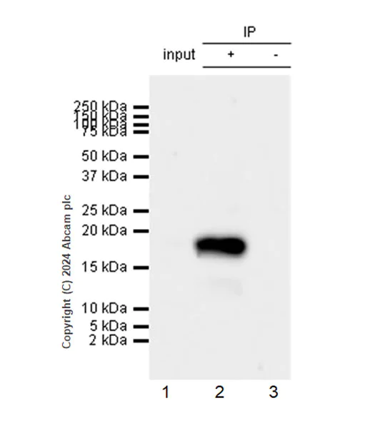 Immunoprecipitation - Anti-IGF2 antibody [EPR25955-88] (AB317490)