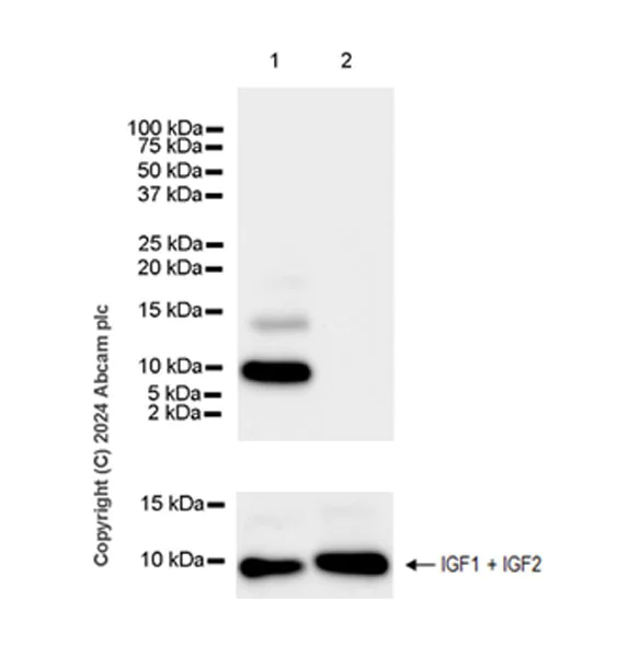Western blot - Anti-IGF2 antibody [EPR25955-88] - BSA and Azide free (AB317491)