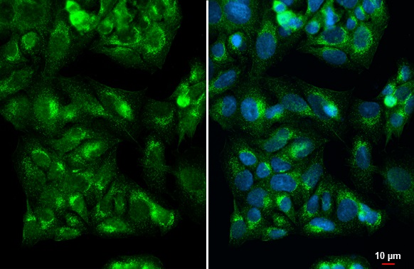 Immunocytochemistry/ Immunofluorescence - Anti-IGF2 antibody [HL1982] (AB308214)