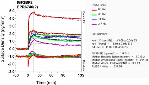 OI-RD Scanning - Anti-IGF2BP1 + IGF2BP2 antibody [EPR6740(2)] (AB129071), expandable thumbnail