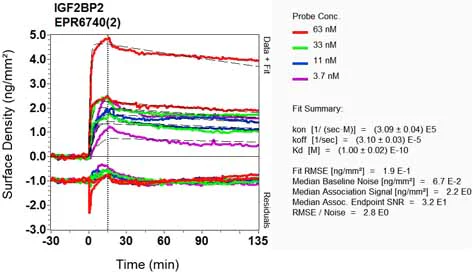 OI-RD Scanning - Anti-IGF2BP1 + IGF2BP2 antibody [EPR6740(2)] (AB129071)