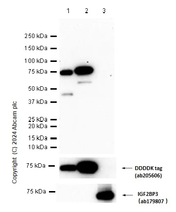 Western blot - Anti-IGF2BP1 + IGF2BP2 antibody [EPR6740(2)] (AB129071)