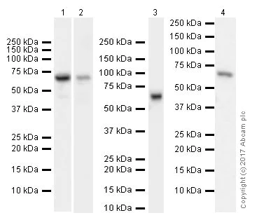 Western blot - Anti-IGF2BP1/IMP1 antibody [EPR18791] (AB184305)