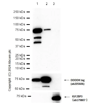 Western blot - Anti-IGF2BP1/IMP1 antibody [EPR18791] - BSA and Azide free (AB229700)