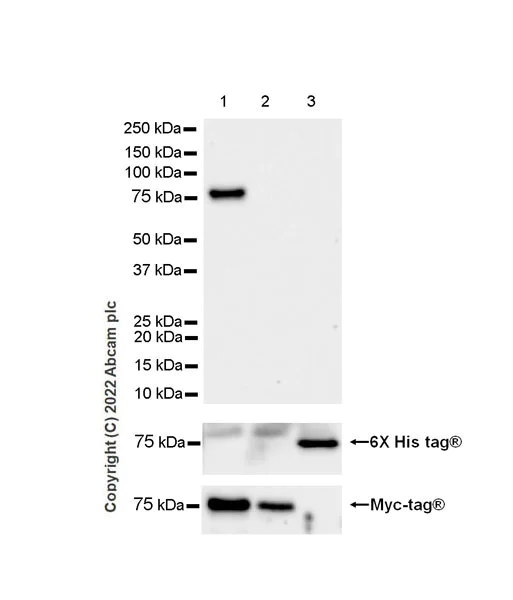 Western blot - Anti-IGF2BP1/IMP1 antibody [EPR26408-18] (AB290736)