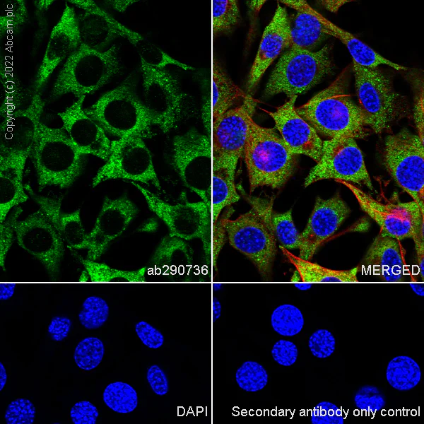 Immunocytochemistry/ Immunofluorescence - Anti-IGF2BP1/IMP1 antibody [EPR26408-18] - BSA and Azide free (AB290751)