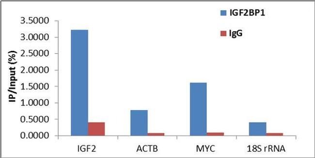 RIP - Anti-IGF2BP1/IMP1 Antibody [RP23040259] (AB313422), expandable thumbnail