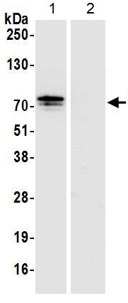 Immunoprecipitation - Anti-IGF2BP2/IMP-2 antibody [1E3.01E5] (AB128175)