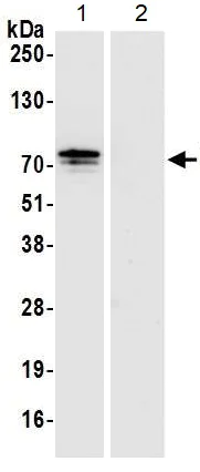 Immunoprecipitation - Anti-IGF2BP2/IMP-2 antibody [1E3.01E5] (AB128175)
