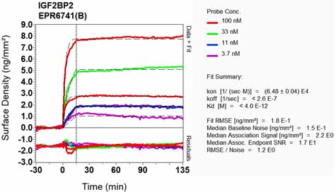 OI-RD Scanning - Anti-IGF2BP2/IMP-2 antibody [EPR6741(B)] (ab124930), expandable thumbnail