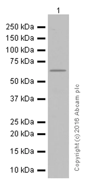 Western blot - Anti-IGF2BP2/IMP-2 antibody [EPR6741(B)] (AB124930)
