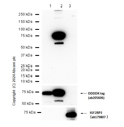 Western blot - Anti-IGF2BP2/IMP-2 antibody [EPR6741(B)] (ab124930), expandable thumbnail