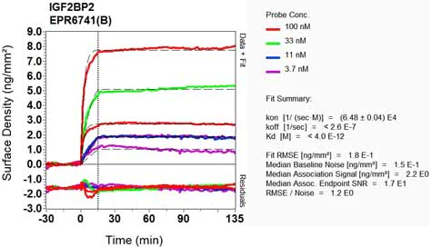 OI-RD Scanning - Anti-IGF2BP2/IMP-2 antibody [EPR6741(B)] - BSA and Azide free (AB246342)
