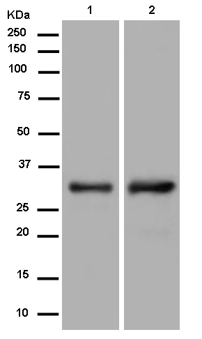 Western blot - Anti-IGFBP1 antibody [EPR14471(B)] - BSA and Azide free (AB250280)