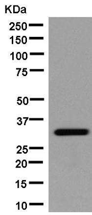 Western blot - Anti-IGFBP1 antibody [EPR14472(B)] (AB181141)