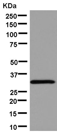 Western blot - Anti-IGFBP1 antibody [EPR14472(B)] - BSA and Azide free (AB250377)
