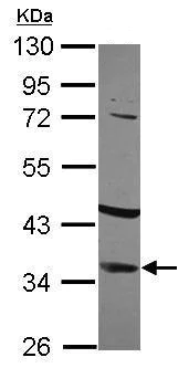 Western blot - Anti-IGFBP2 antibody (AB227316)