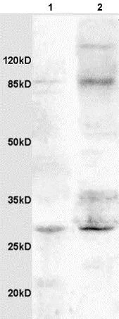 Western blot - Anti-IGFBP3 antibody (AB217205)