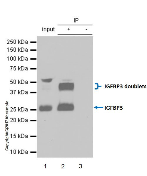 Immunoprecipitation - Anti-IGFBP3 antibody [EPR18680-153] (AB193910)