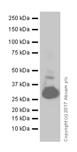 Western blot - Anti-IGFBP3 antibody [EPR18680-153] - BSA and Azide free (AB224530)