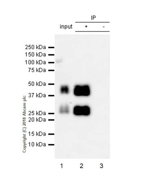 Immunoprecipitation - Anti-IGFBP3 antibody [EPR22152-22] (AB220429)