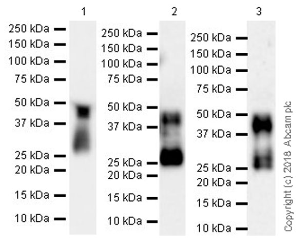 Western blot - Anti-IGFBP3 antibody [EPR22152-22] (AB220429)