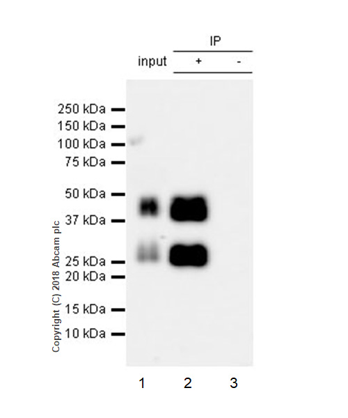 Immunoprecipitation - Anti-IGFBP3 antibody [EPR22152-22] - BSA and Azide free (AB239789)