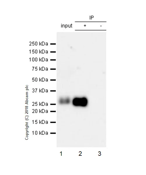 Immunoprecipitation - Anti-IGFBP3 antibody [EPR22152-22] - BSA and Azide free (AB239789)