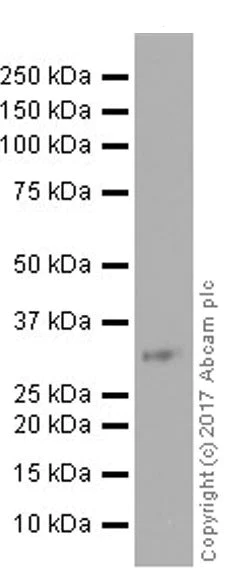 Western blot - Anti-IGFBP4 antibody [EPR19762] - BSA and Azide free (AB251435)