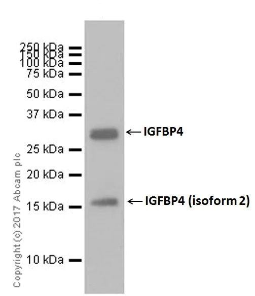 Western blot - Anti-IGFBP4 antibody [EPR19762] - BSA and Azide free (AB251435)