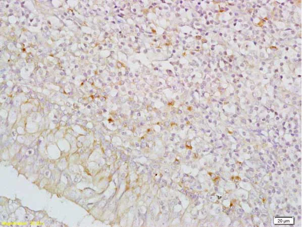 Immunohistochemistry (Formalin/PFA-fixed paraffin-embedded sections) - Anti-IGFBP5 antibody (AB216622)