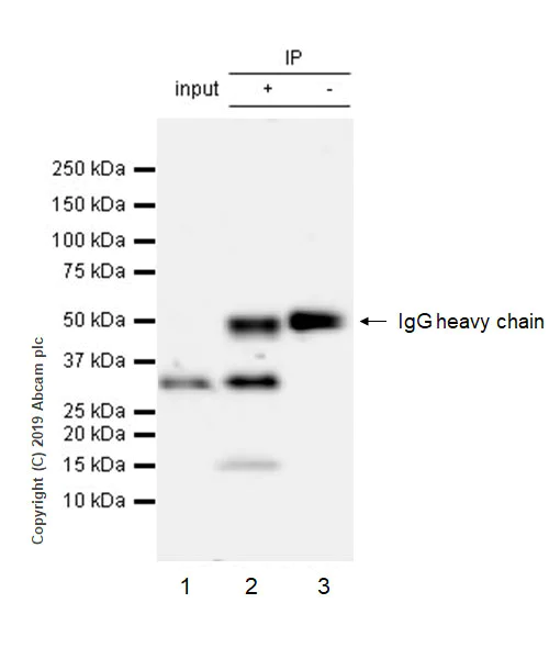 Immunoprecipitation - Anti-IGFBP5 antibody [EPR18013-137] (AB254324)