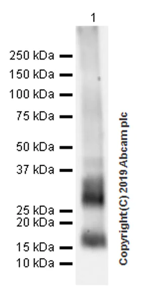 Western blot - Anti-IGFBP5 antibody [EPR18013-137] (AB254324)