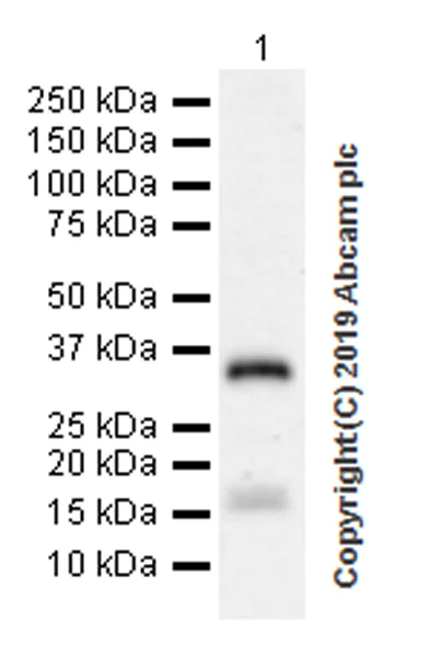 Western blot - Anti-IGFBP5 antibody [EPR18013-137] (AB254324)