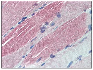 Immunohistochemistry (Formalin/PFA-fixed paraffin-embedded sections) - Anti-IGFBP6 antibody (AB109765)