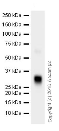 Western blot - Anti-IGFBP6 antibody [EPR21809] (AB219560)