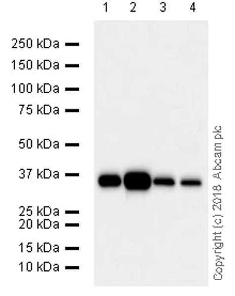 Western blot - Anti-IGFBP6 antibody [EPR21809] (AB219560)
