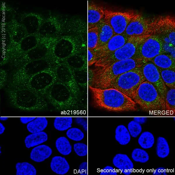 Immunocytochemistry/ Immunofluorescence - Anti-IGFBP6 antibody [EPR21809] - BSA and Azide free (AB233690)