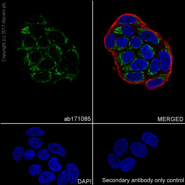 Immunocytochemistry/ Immunofluorescence - Anti-IGFBP7 antibody [EPR11912(B)] - BSA and Azide free (AB202765)