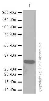 Western blot - Anti-IGFBP7 antibody [EPR11912(B)] - BSA and Azide free (AB202765)