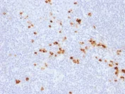 Immunohistochemistry (Formalin/PFA-fixed paraffin-embedded sections) - Anti-IgG antibody [IG507R] - BSA and Azide free (AB218891)