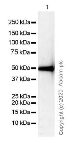 Western blot - Anti-IgG antibody [R10Z8E9] - BSA and Azide free (AB256120)