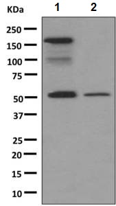 Western blot - Anti-IgG antibody [RIGG-69] (AB133470)