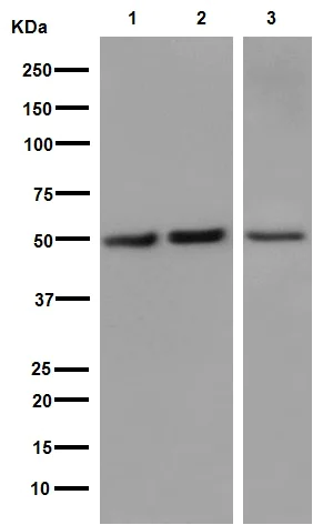 Western blot - Anti-IgG antibody [RIGG-69] - BSA and Azide free (AB248512)
