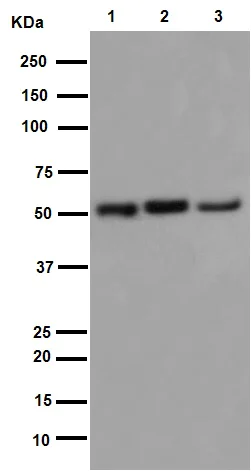 Western blot - Anti-IgG antibody [RIGG-69] - BSA and Azide free (AB248512)