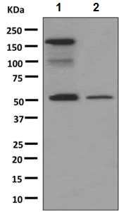 Western blot - Anti-IgG antibody [RIGG-69] - BSA and Azide free (AB248512)