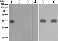 Western blot - Anti-IgG1 antibody [EPR4417] (AB108969)